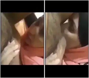 محجبة بتلحس خرمه وبتقله ما لحستش لحد كده