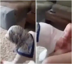 محجبة تركية يفشخ طيزها وهي بحجابها